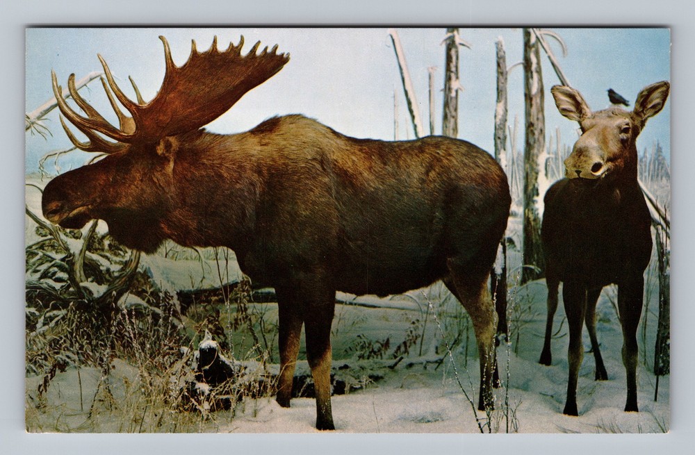 Canada Saskatchewan Regina Moose Museum Of Natural History Old Vintage Postcard