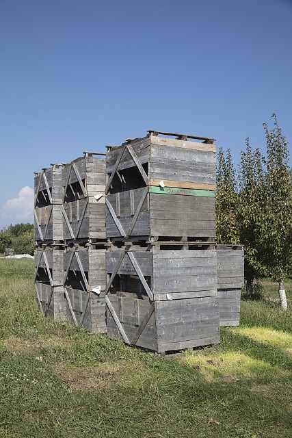 Shelburne Vermont 2017 Apple Harvest Orchard Crates Orchard Fruit Picking