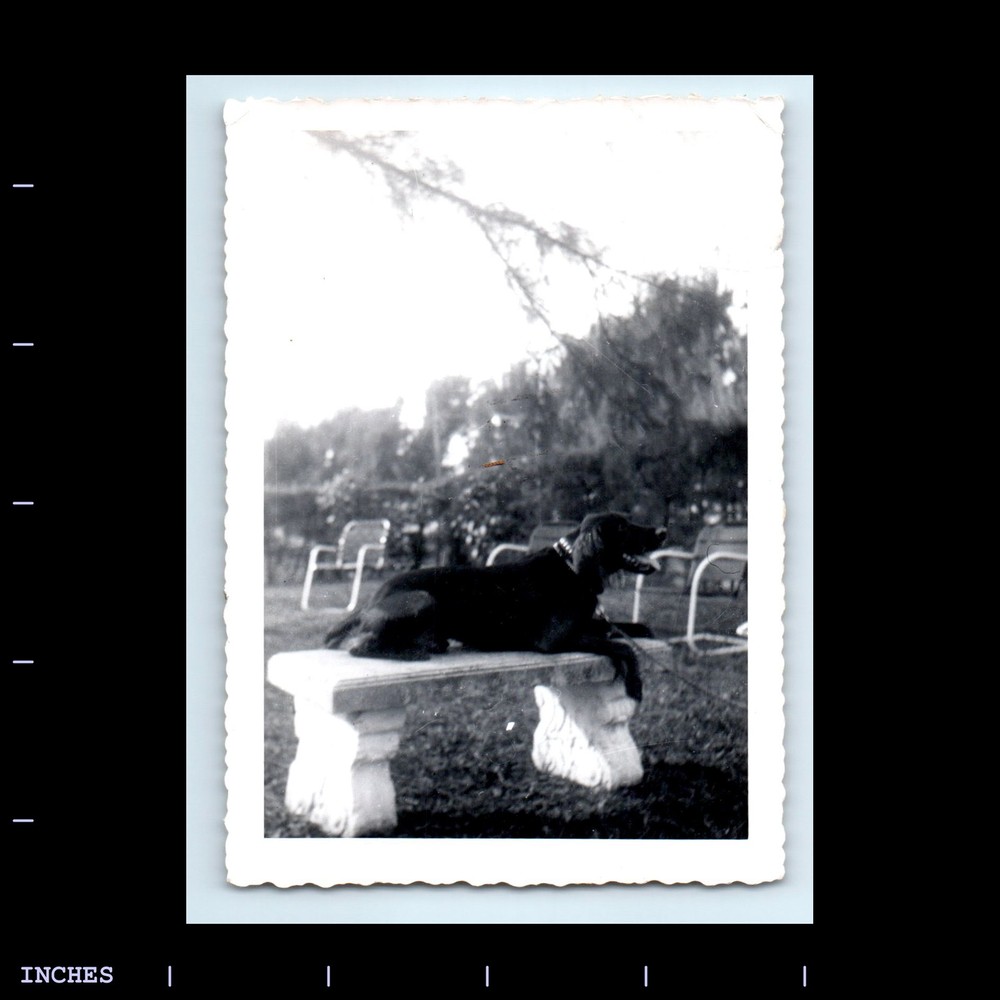 Old Vintage Photo DOG SITTING ON BENCH