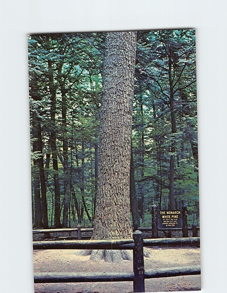 Postcard The Monarch White Pine Hartwick Pines State Park Grayling Michigan USA