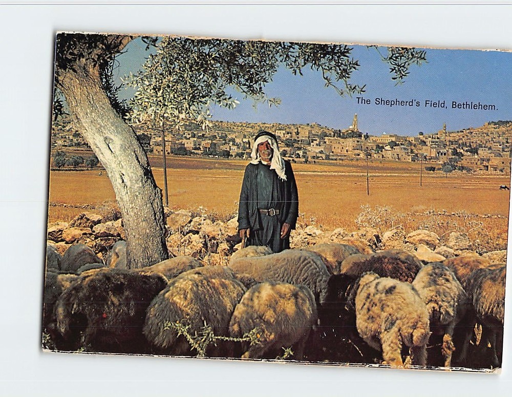 Postcard Shepherd's Field Bethlehem Palestine
