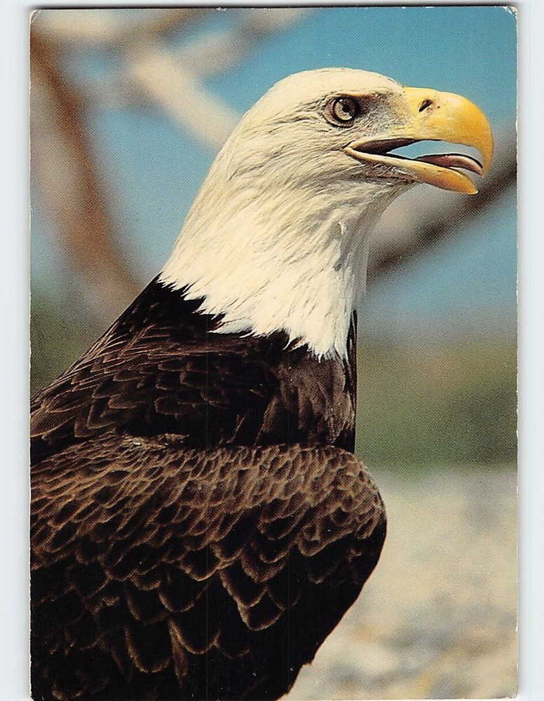 Postcard American Bald Eagle
