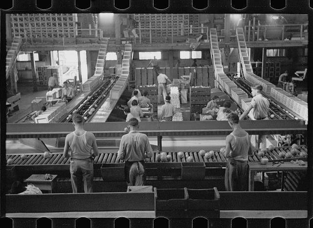 Fort Pierce fruit Canning Plant,Florida,FL,January 1937,Arthur Rothstein,FSA,10