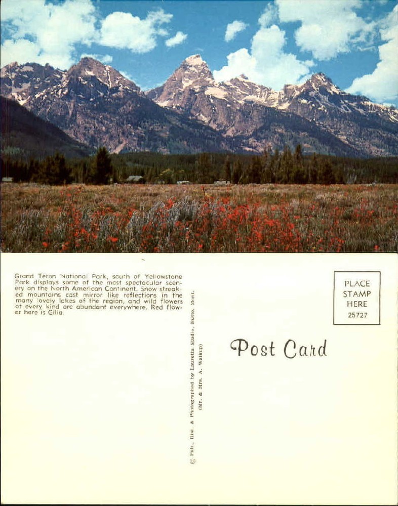 Red Gilia Grand Teton National Park mountains WY snow unused vintage postcard