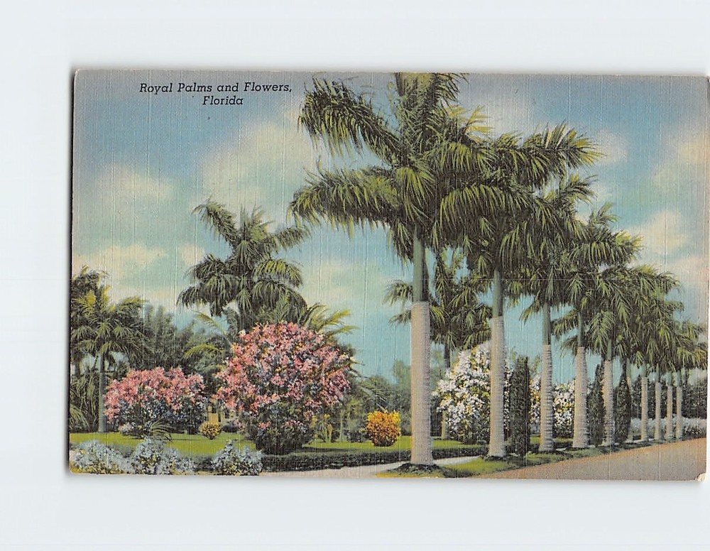 Postcard Royal Palms and Flowers Florida USA