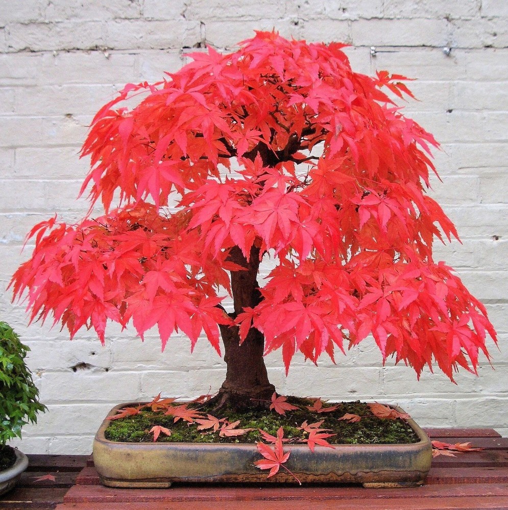 20 Japanese red Maple Bonsai Tree Seeds to Grow Acer palmatum atropurpureum-image
