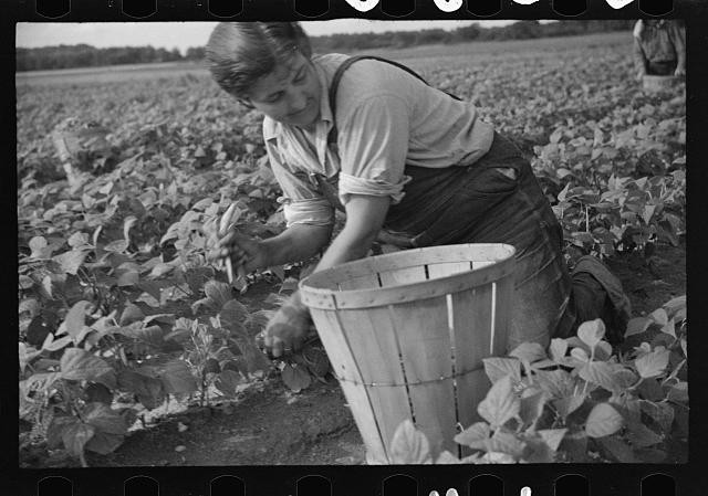 Photo:1930s Woman Picking Crop in Field Farm Labor Basket