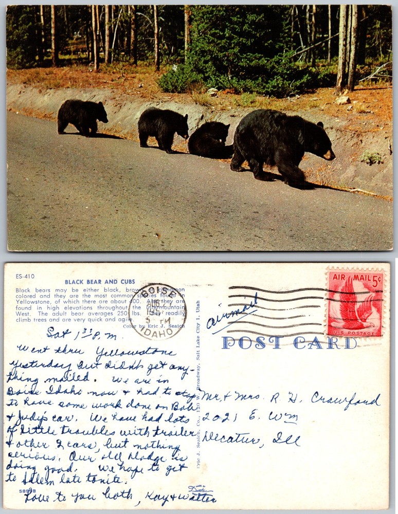 Black Bear Cubs Road Forest Yellowstone National Park Postcard