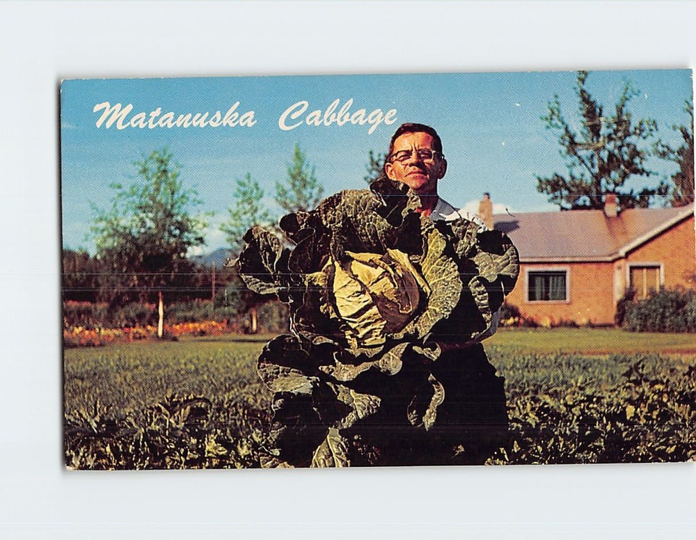 Postcard Matanuska Valley Cabbage Alaska USA
