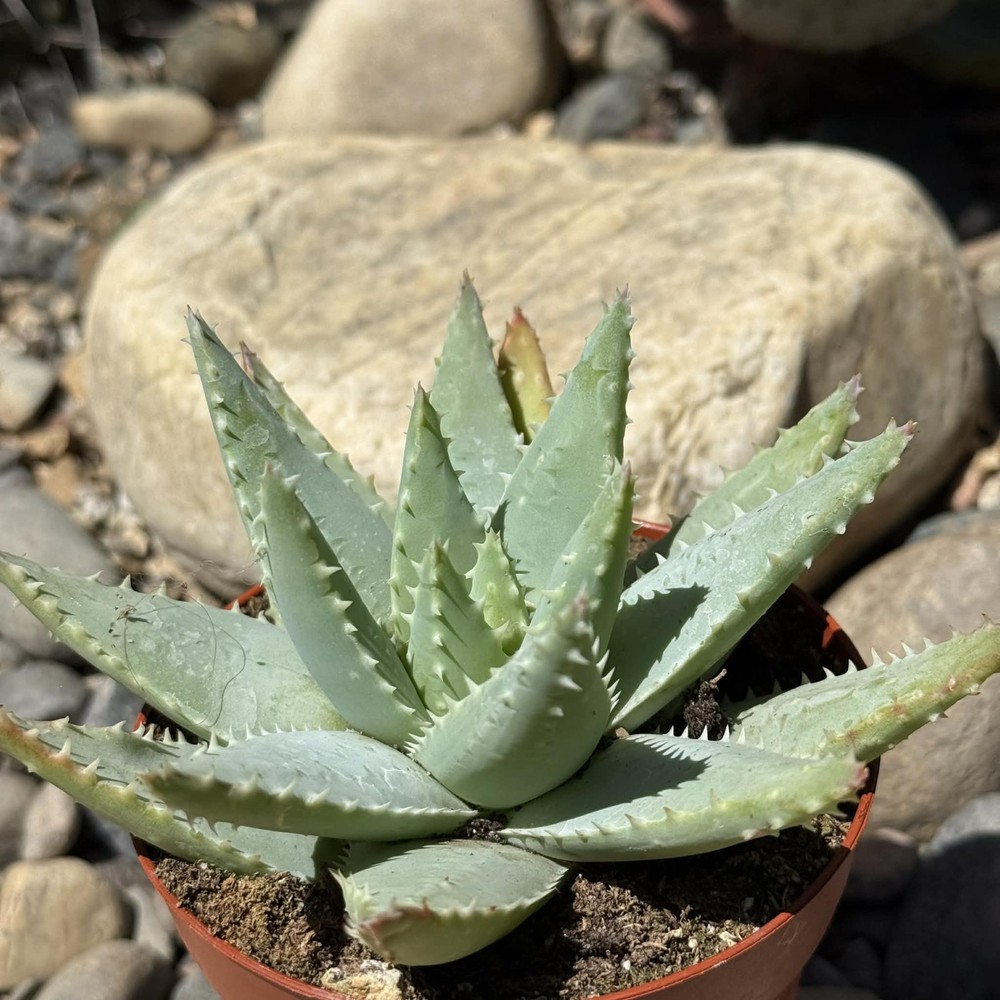 Aloe brevifolia