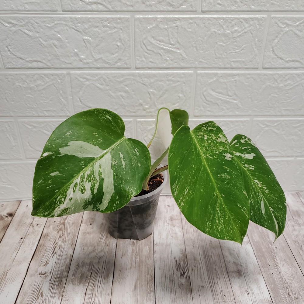 🪴 Variegated Monstera Albo Rooted Plant