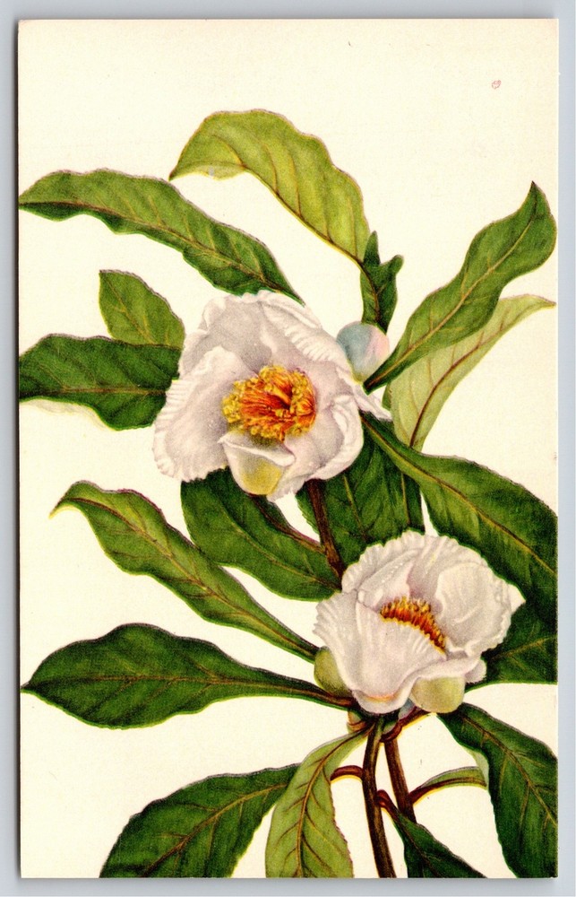 Flowers~Franklinia Alatamaha Marshall Painting @ Smithsonian Institute~Postcard