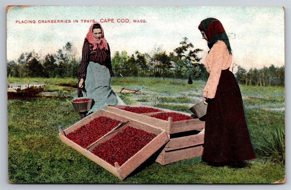Ladies Placing Cranberries In Wooden Trays Cape Cod MA C1907 Postcard Y20