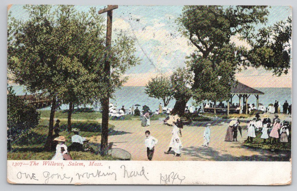The Willows Salem MA 1907 Postcard - Busy Park, Gazebo, Ocean View