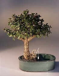 Jade Bonsai Tree Live Dwarf Green Portulacaria Afra Zen Garden Plant 9
