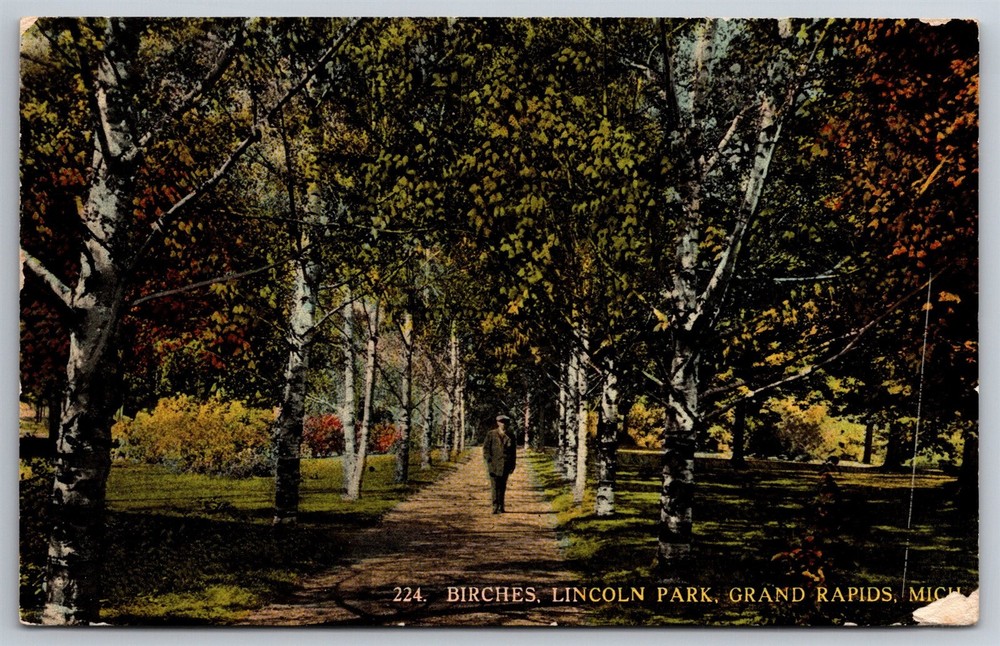 Lincoln Park Birches Lane Through The Park Grand Rapids MI C1913 Postcard N25
