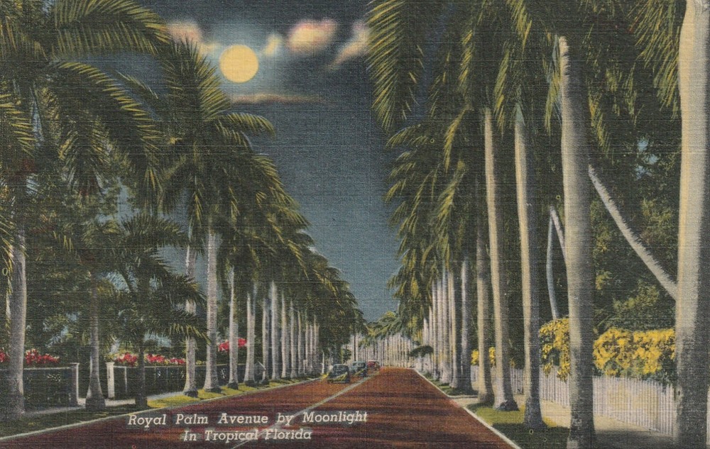 Linen Postcard  Royal Palm Avenue by Moonlight In Tropical Florida