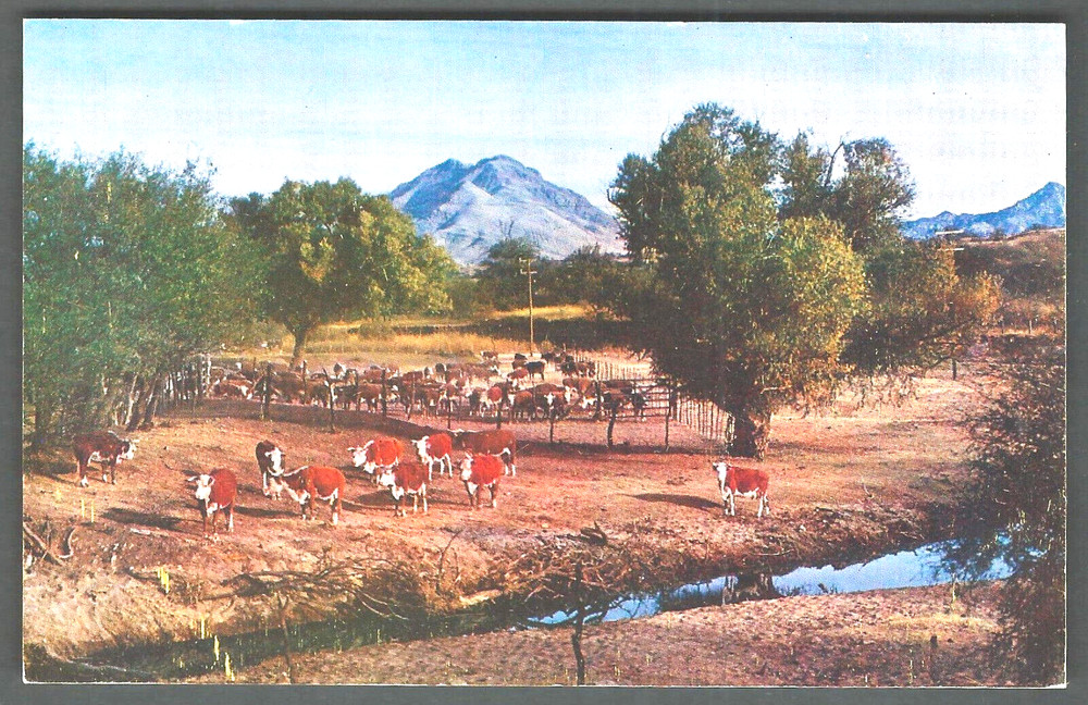 CATTLE RANCH Postcard by Mike Roberts, Berkeley, Calif.