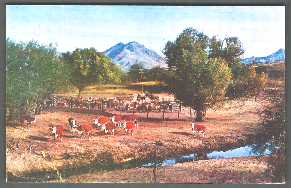 CATTLE RANCH Postcard by Mike Roberts, Berkeley, Calif.