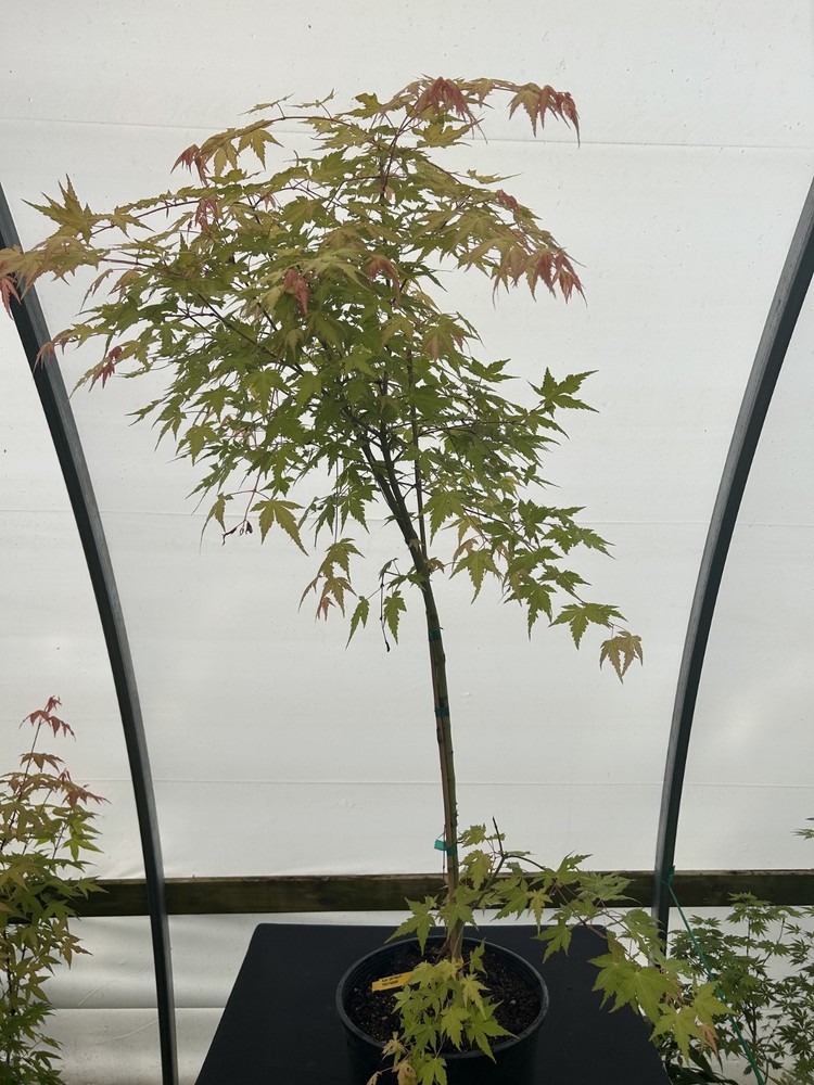 Acer palmatum 'Marmalade' Japanese Maple 3 gallon-image