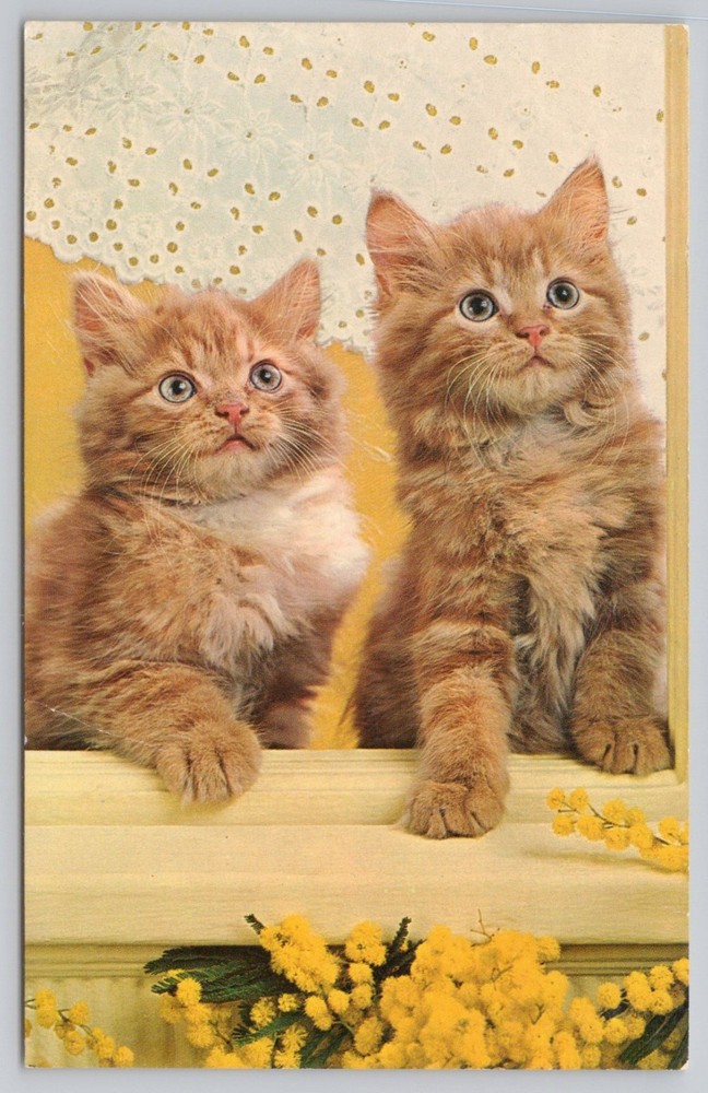 Two Cute Kittens, Flowers chrome UNP Postcard