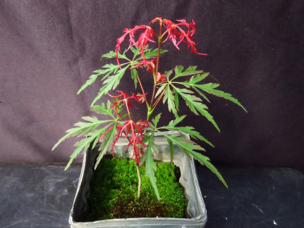 Seed-Grown Acer Palmatum Dissectum 'Viridis' Japanese Maple Tree Laceleaf 6.5