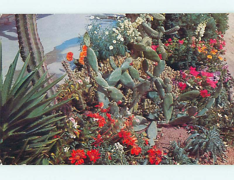 Unused Pre-1980 CACTUS IN BOTANICAL GARDEN AT PARK Phoenix Arizona AZ r8650