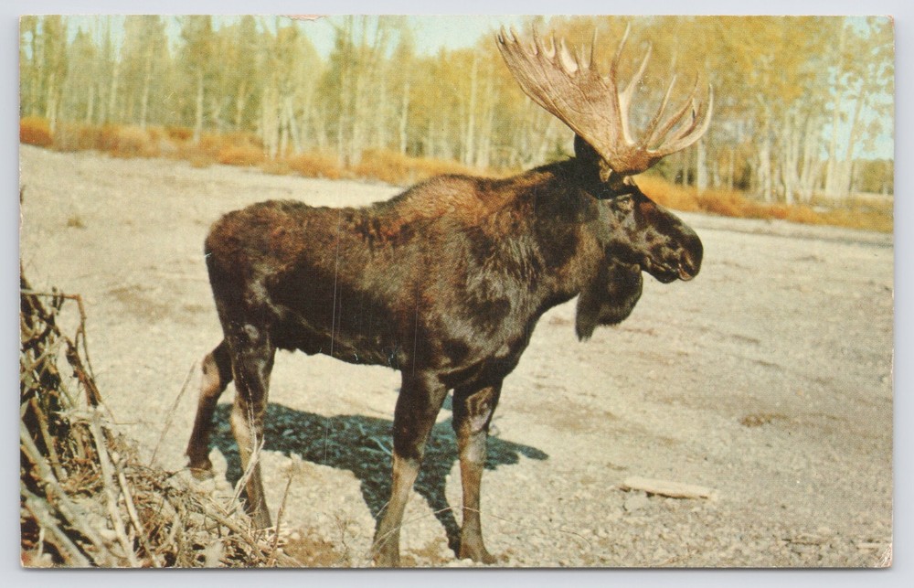 Animal~Bull Moose In Parking Lot Info On Back~Vintage Postcard