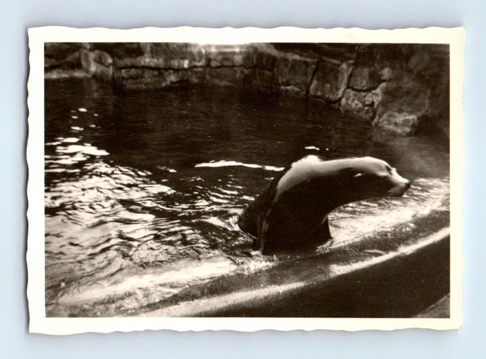 Old Vintage Photo SEA LION ZOO EXHIBIT ORIGINAL SNAPSHOT PHOTOGRAPH PICTURE