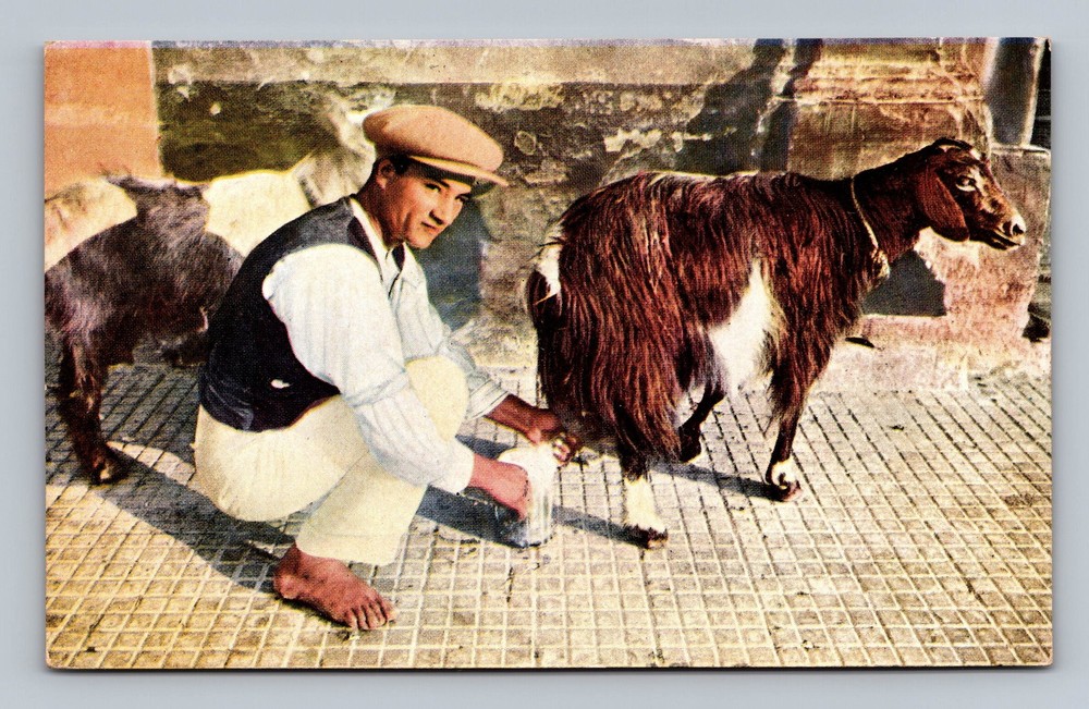 Italy- Malta Maltese Goat Man Standard Souvenir Postal Old PC Vintage Postcard