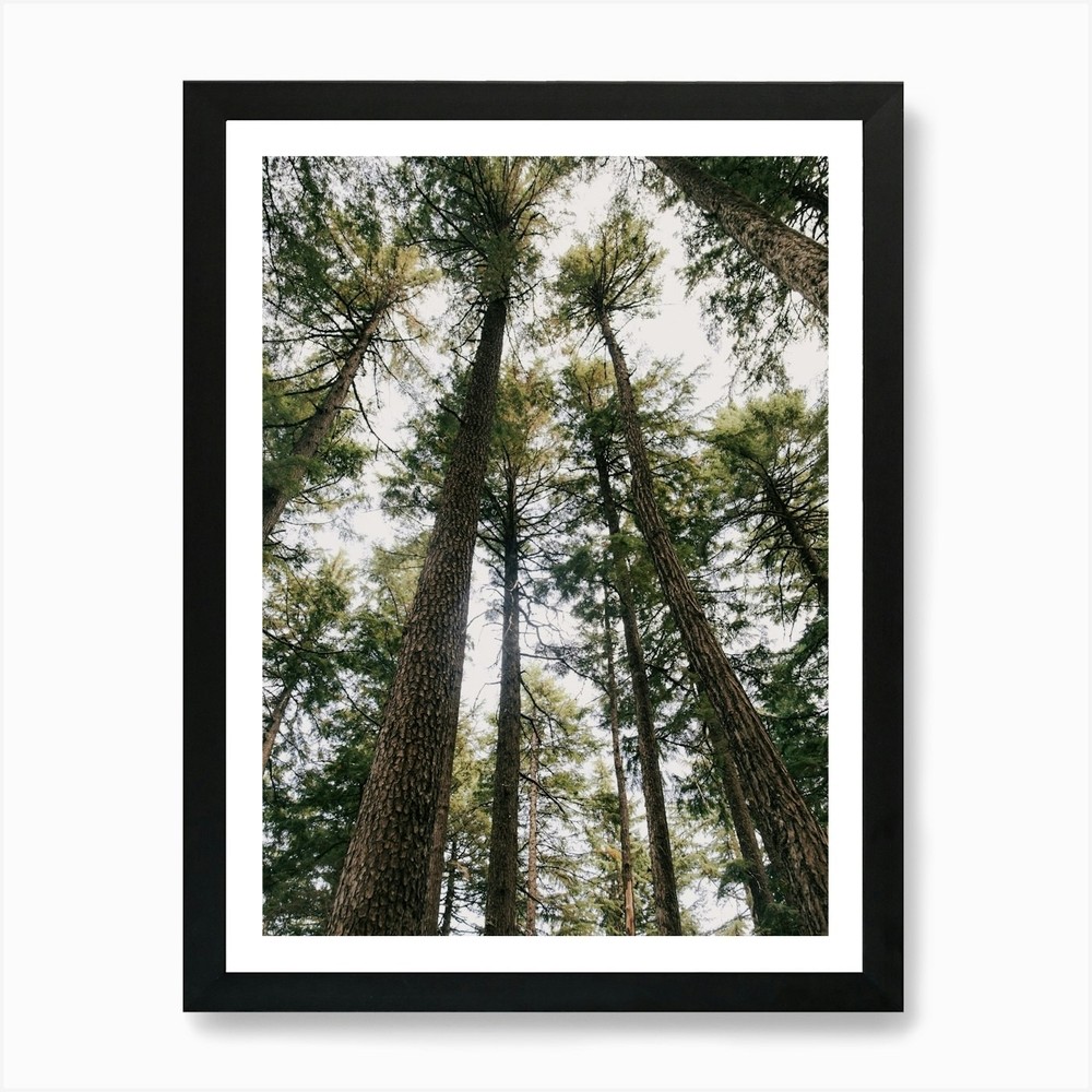Towering Trees Framed Canvas Art Print Wall Decor