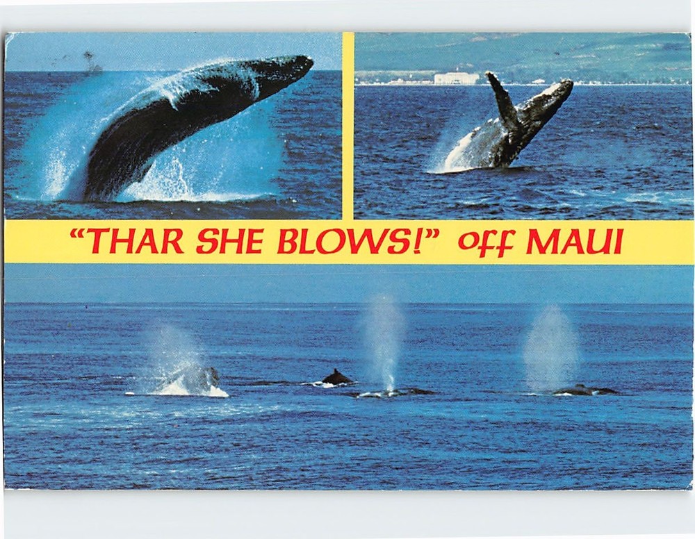 Postcard Humpback Whale Thar She Blows! Off Maui Hawaii USA