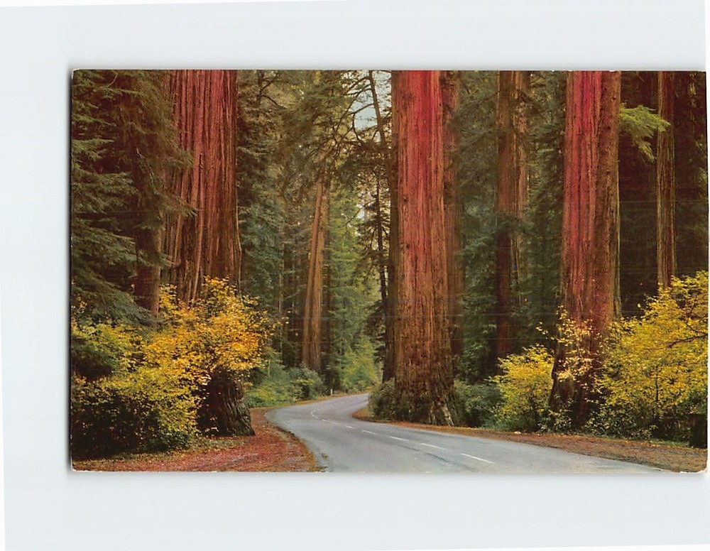 Postcard Redwood Highway California USA