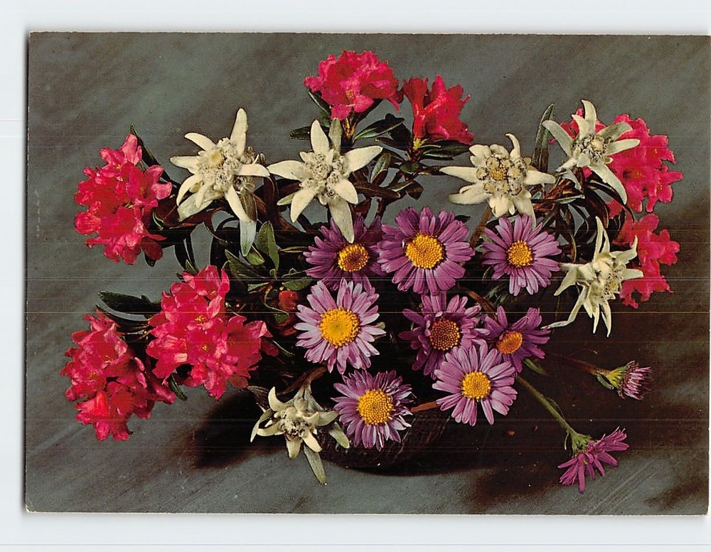 Postcard Rhododendron Ferrugineum Edelweiss and Aster Flowers