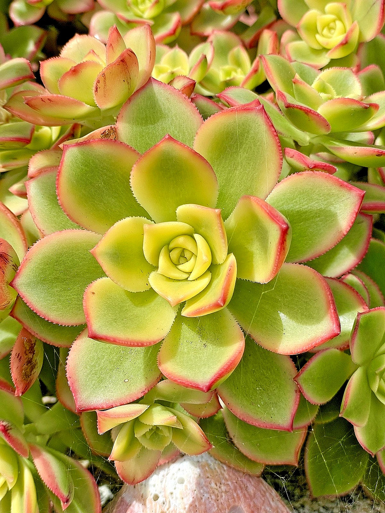 Rare Aeonium Kiwi Variegated Succulent Live Plant 2-3