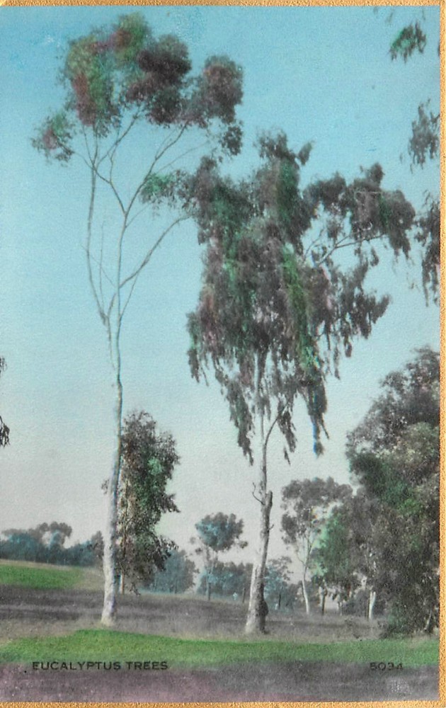 1920s California Eucalyptus Trees Martin HC RPPC Postcard 26-3586