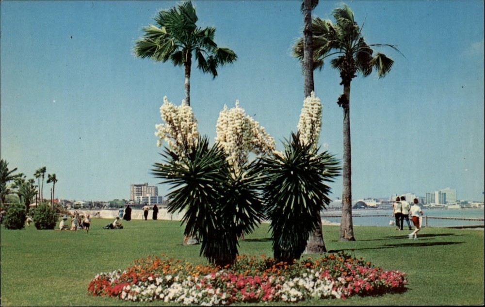 Blooming Yucca Cole Park Corpus Christi Texas ~ 1950-60s vintage postcard