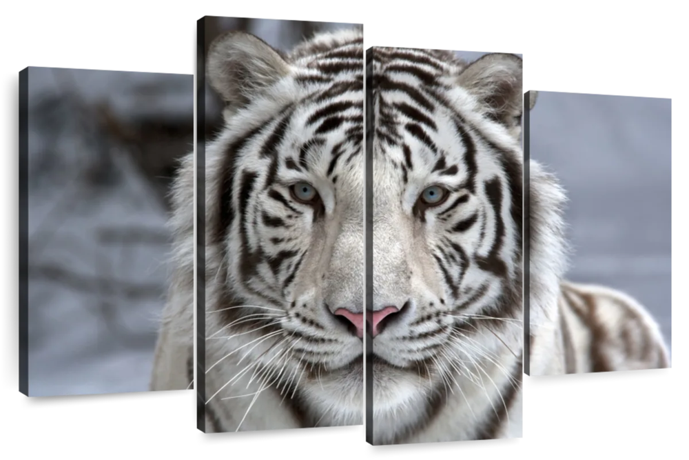 Endangered White Tiger Wall Art
