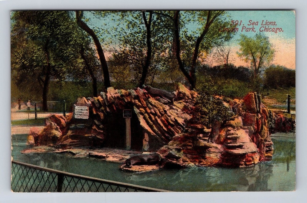 Chicago IL-Illinois, Sea Lions, Lincoln Park, Antique, Vintage c1912 Postcard