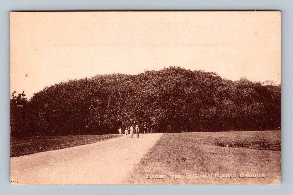 India- Calcutta Banian Tree Botanical Garden Standard Old Card Vintage Postcard