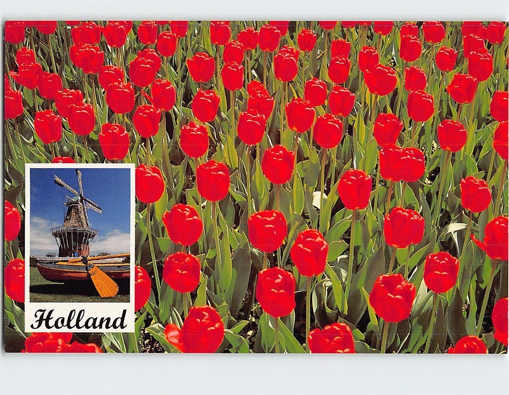 Postcard Tulips & Windmill In Holland Michigan