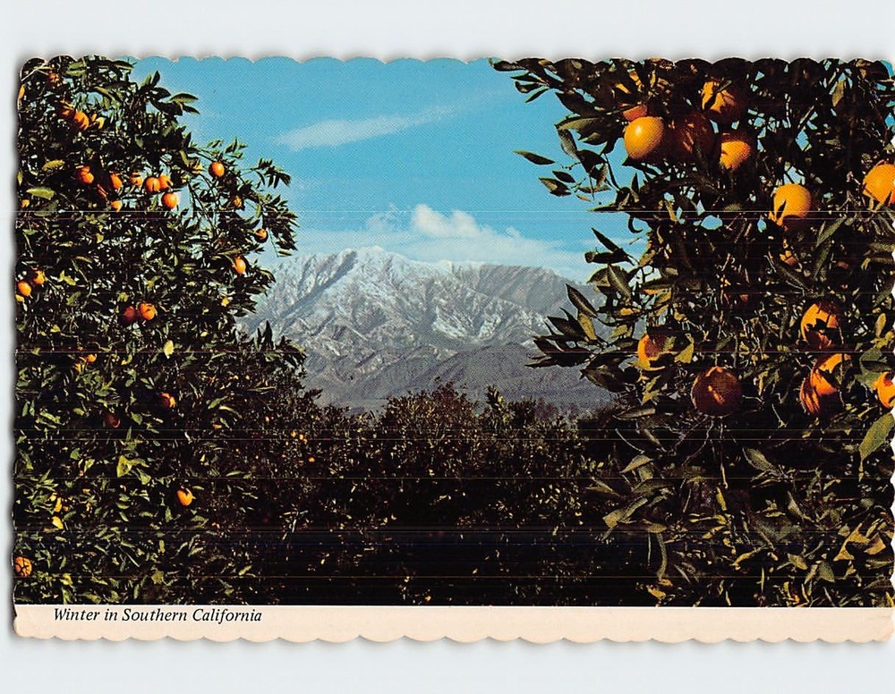 Postcard Orange Groves Winter Scene in Southern California USA