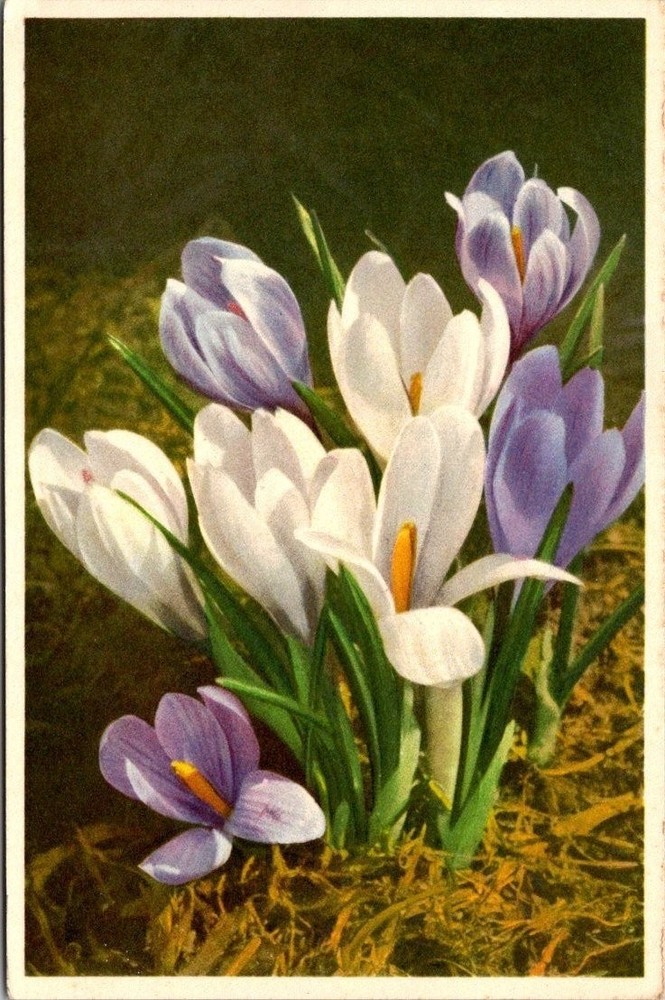 Vintage SPRING CROCUS Flowers Postcard - Printed in Switzerland