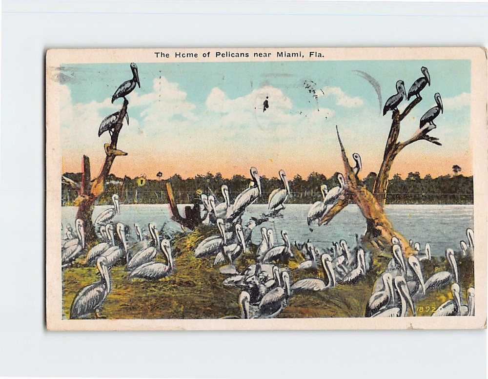 Postcard Home of Pelicans near Miami Florida USA