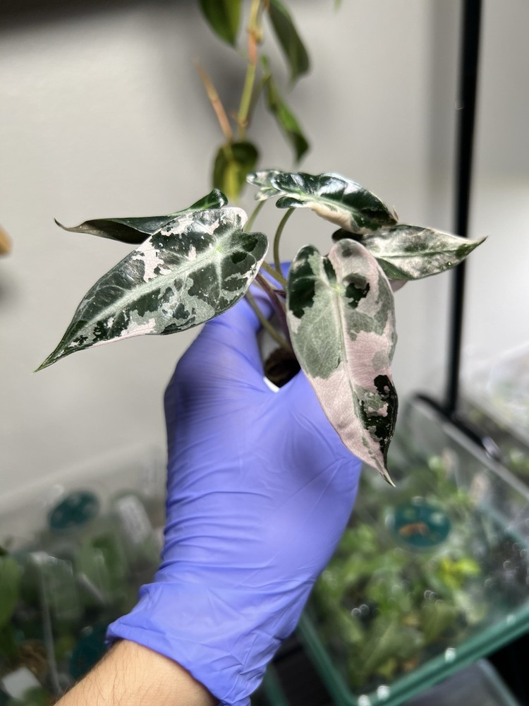 Alocasia Bambino pink, Exact Plant
