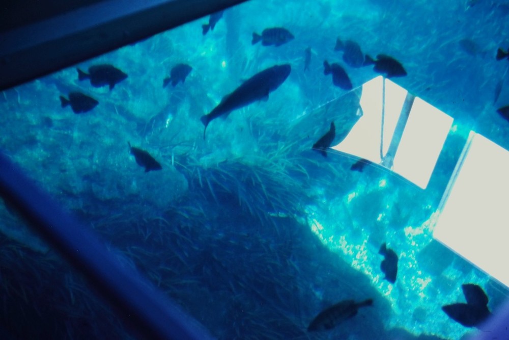 c1970's 35mm Slide Film Underwater Fish Aquatic Plants Blue Boat Scattered