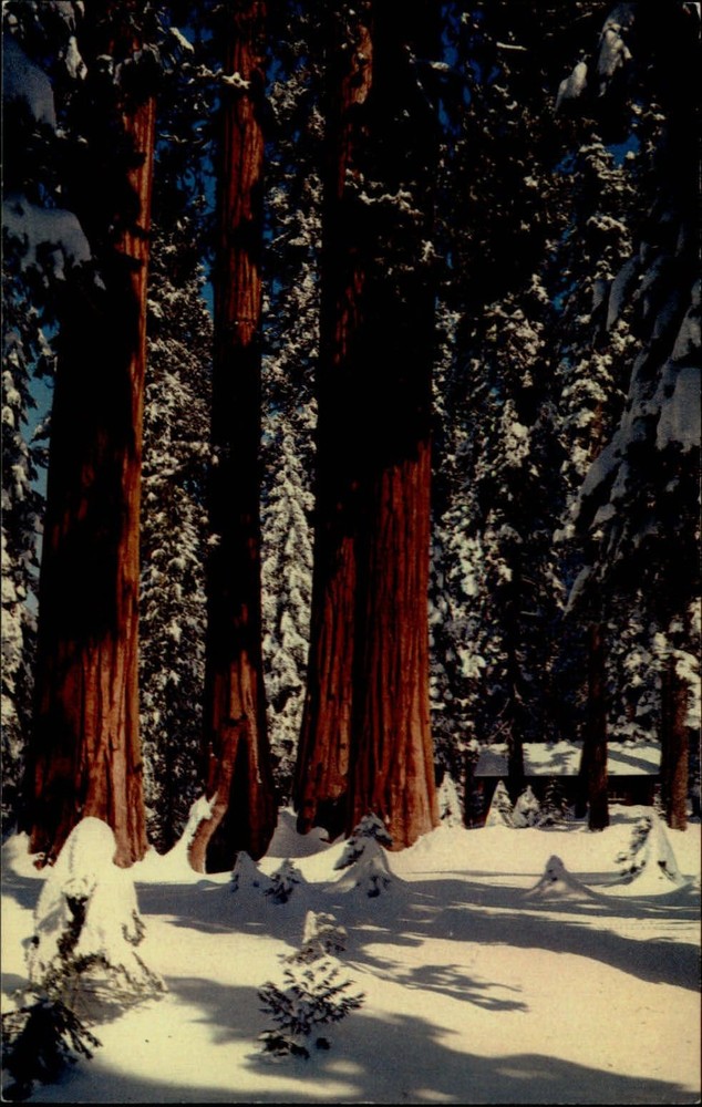 Sequoia Natl Park CA winter snow Giant Forest Village 1960s vintage postcard