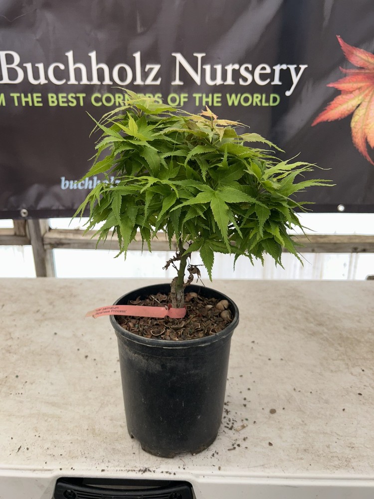 Acer palmatum 'Japanese Princess' Rare Pink Dwarf Japanese Maple 1 Gallon-image