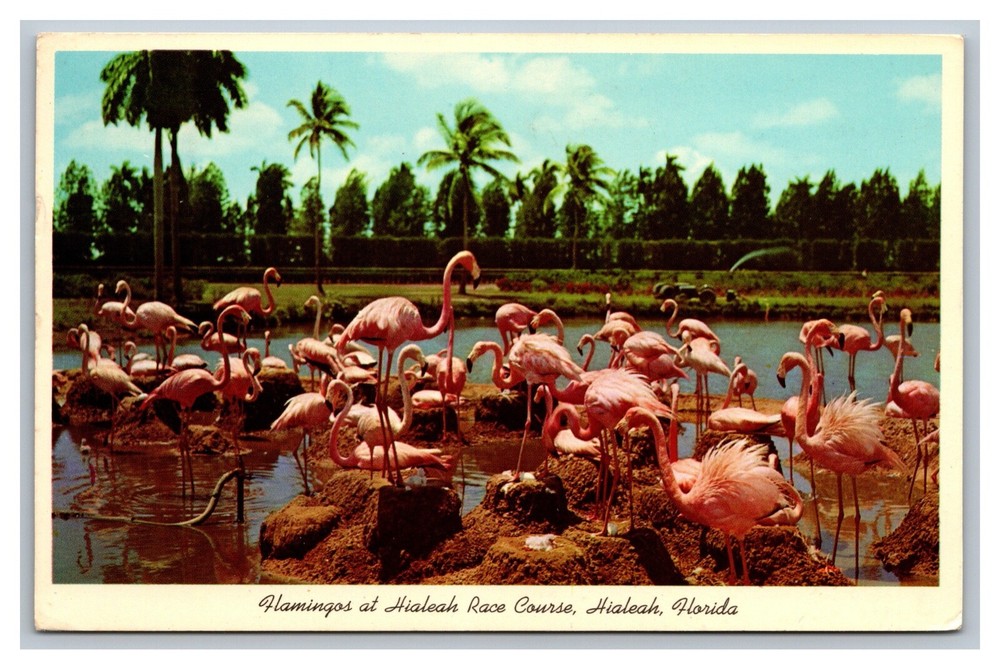 Hialeah Race Course Flamingos Postcard Posted Miami Beach, FL Florida 1963