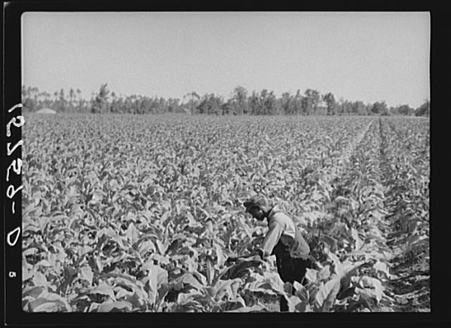Photo:Florence County South Carolina 1938 Tobacco Field FSA Farmer Working